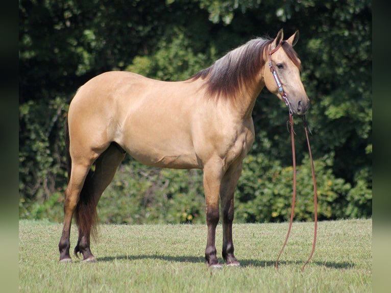 Fries paard Ruin 8 Jaar 160 cm Buckskin in gOSHEN oh