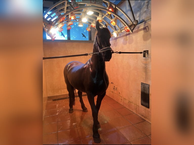 Fries paard Mix Ruin 8 Jaar 160 cm Zwart in Lorch