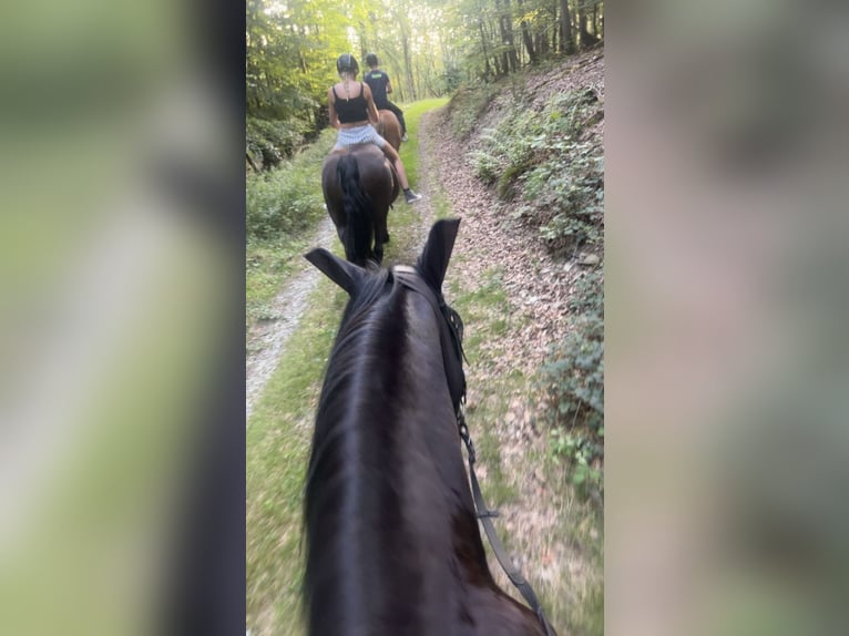 Fries paard Mix Ruin 8 Jaar 160 cm Zwart in Lorch