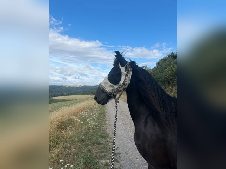 Fries paard Mix Ruin 8 Jaar 160 cm Zwart in Lorch