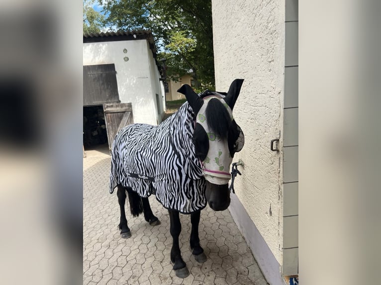 Fries paard Mix Ruin 8 Jaar 160 cm Zwart in Lorch