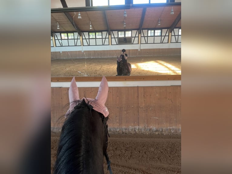 Fries paard Mix Ruin 8 Jaar 160 cm Zwart in Lorch