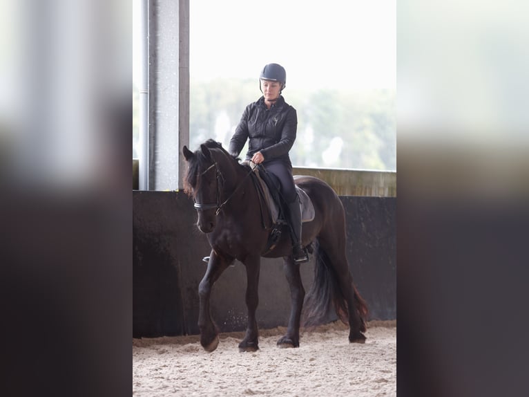 Fries paard Ruin 8 Jaar 160 cm Zwart in Oosteind