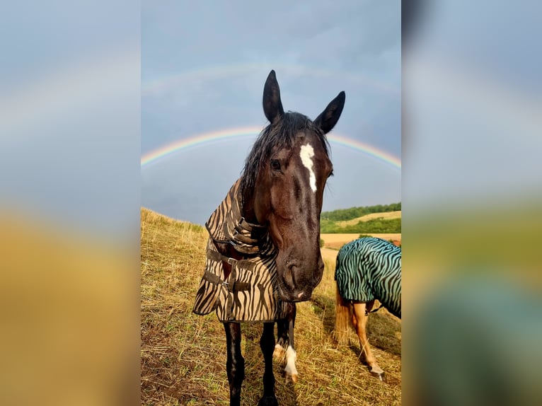 Fries paard Mix Ruin 8 Jaar 160 cm Zwart in Langelsheim
