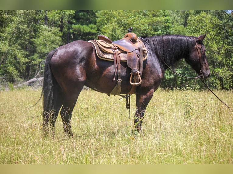 Fries paard Ruin 8 Jaar 160 cm Zwart in Rusk TX