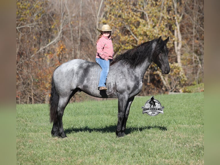 Fries paard Mix Ruin 8 Jaar 163 cm Roan-Blue in Mount Vernon
