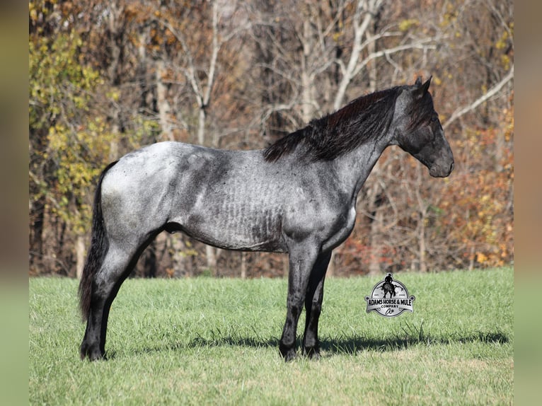 Fries paard Mix Ruin 8 Jaar 163 cm Roan-Blue in Mount Vernon