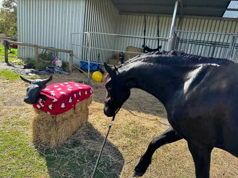 Fries paard Ruin 8 Jaar 163 cm Zwart in London