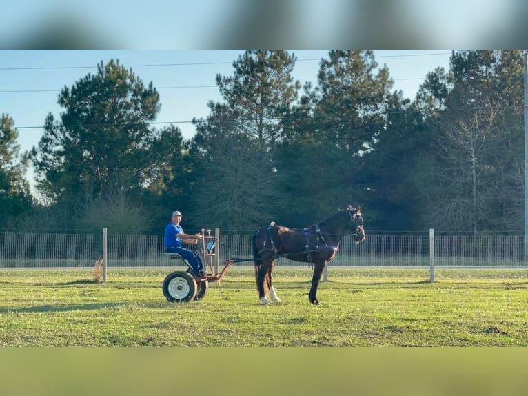 Fries paard Ruin 8 Jaar 163 cm Zwart in Kentwood LA