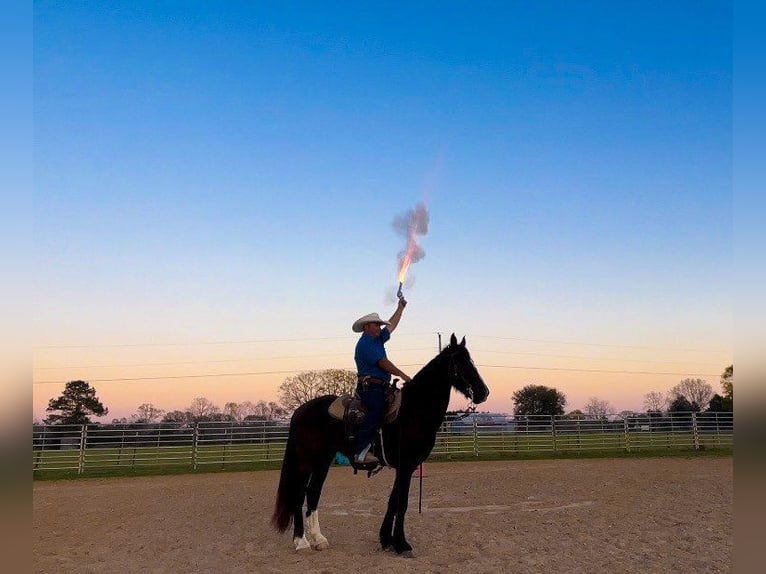 Fries paard Ruin 8 Jaar 163 cm Zwart in Kentwood LA