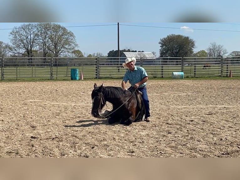 Fries paard Ruin 8 Jaar 163 cm Zwart in Kentwood LA