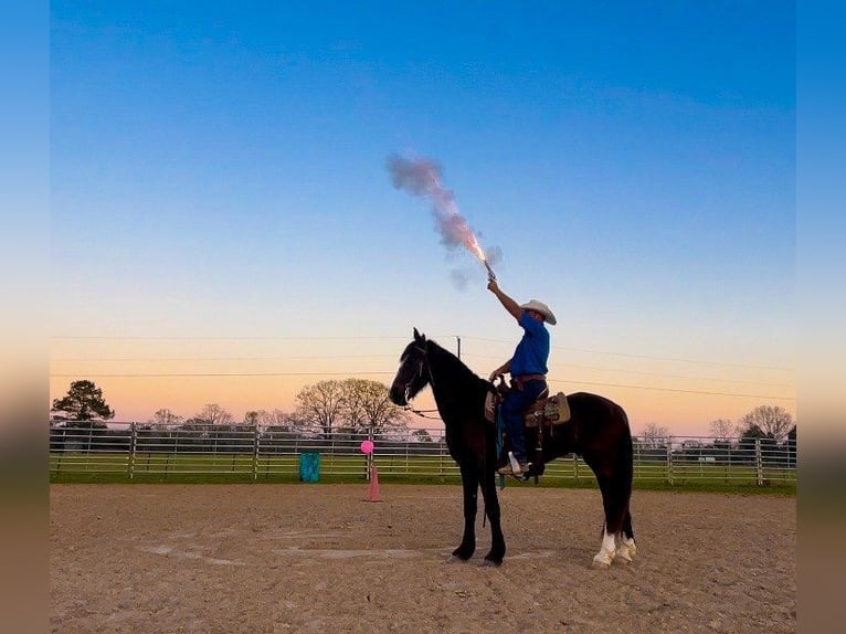 Fries paard Ruin 8 Jaar 163 cm Zwart in Kentwood LA