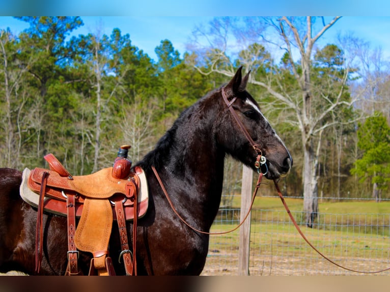 Fries paard Ruin 8 Jaar 163 cm Zwart in Kentwood LA