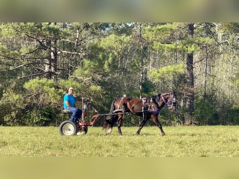 Fries paard Ruin 8 Jaar 163 cm Zwart in Kentwood LA