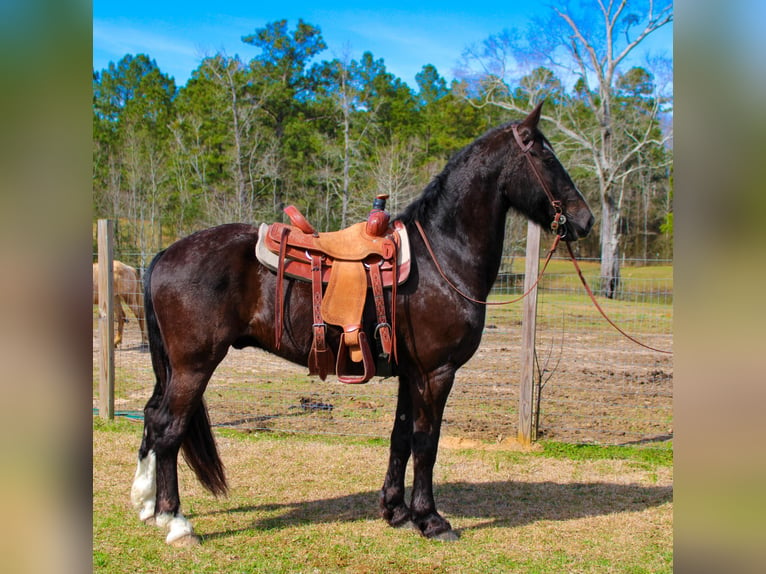 Fries paard Ruin 8 Jaar 163 cm Zwart in Kentwood LA