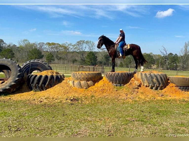 Fries paard Ruin 8 Jaar 163 cm Zwart in Kentwood LA