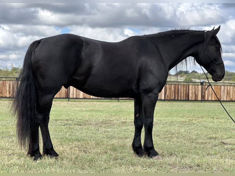 Fries paard Ruin 8 Jaar 163 cm Zwart in Byers TX