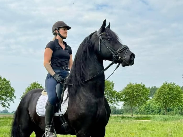 Fries paard Ruin 8 Jaar 163 cm Zwartbruin in Olten