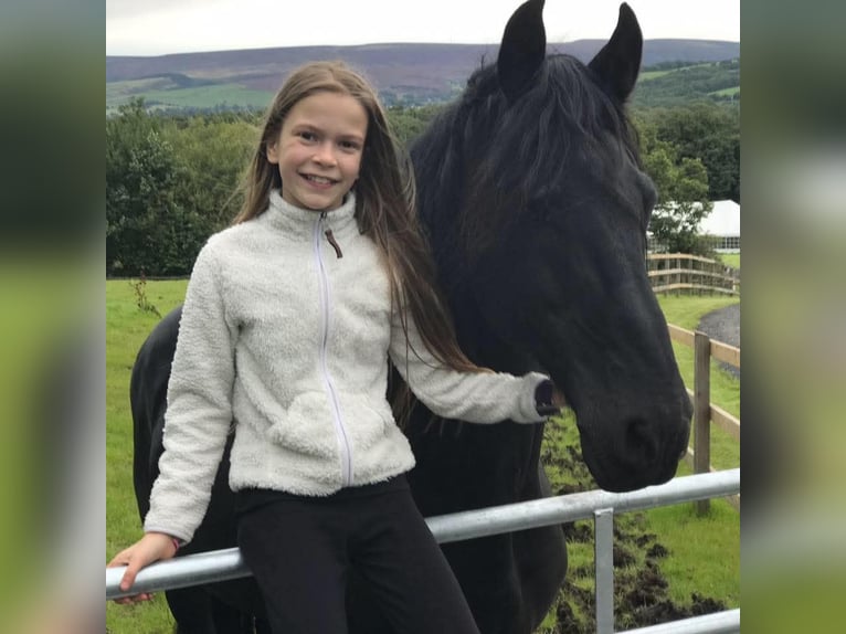Fries paard Ruin 8 Jaar 164 cm Zwartbruin in Mannheim