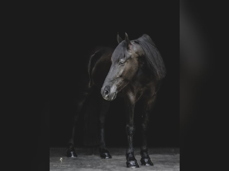 Fries paard Ruin 8 Jaar 165 cm Brauner in Dallas PA