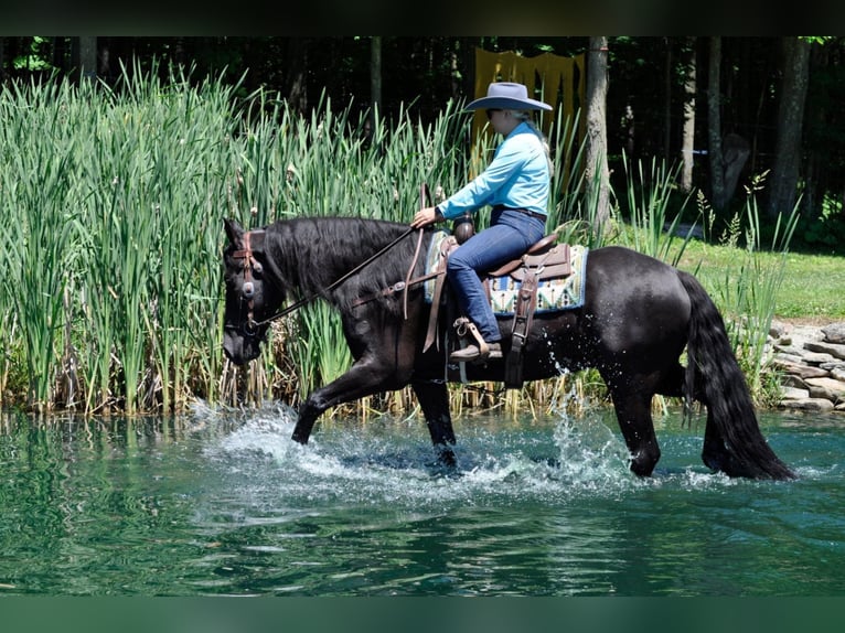 Fries paard Ruin 8 Jaar 165 cm Bruin in Dallas PA