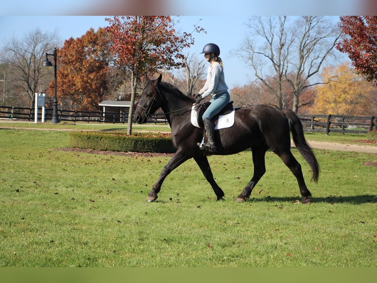 Fries paard Ruin 8 Jaar 165 cm Zwart in Highland MI