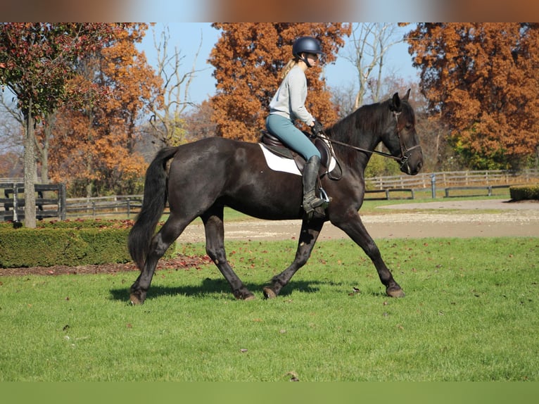 Fries paard Ruin 8 Jaar 165 cm Zwart in Highland MI