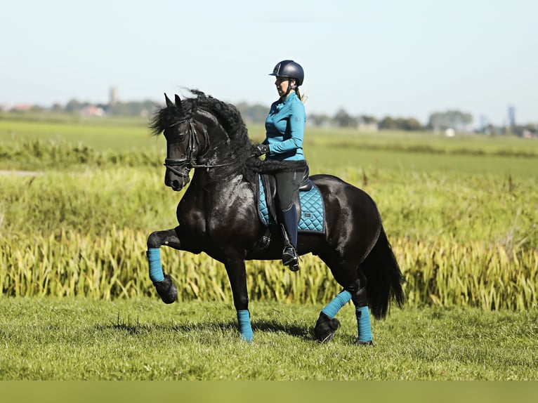 Fries paard Ruin 8 Jaar 167 cm Zwart in Britswert