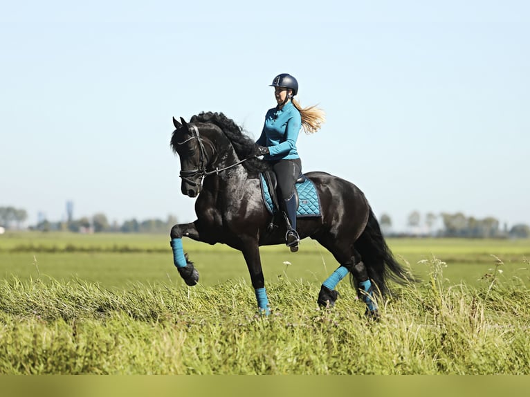 Fries paard Ruin 8 Jaar 167 cm Zwart in Britswert