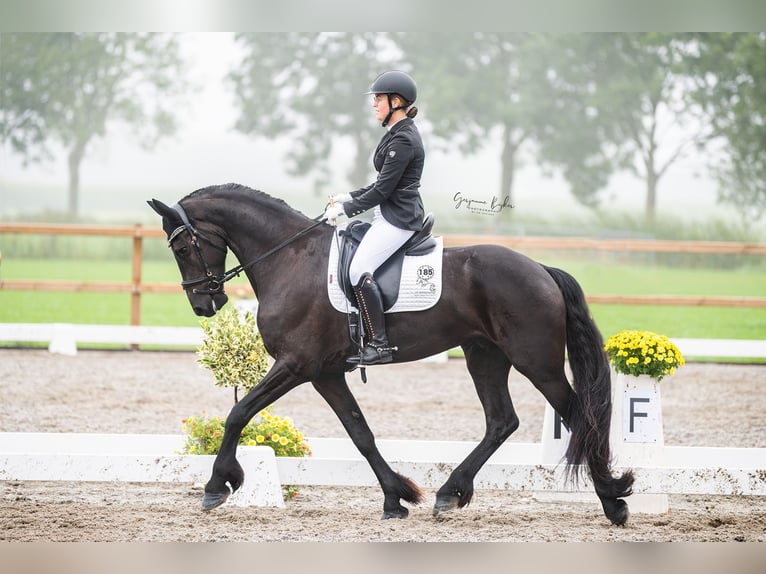 Fries paard Ruin 8 Jaar 168 cm Zwart in Ureterp