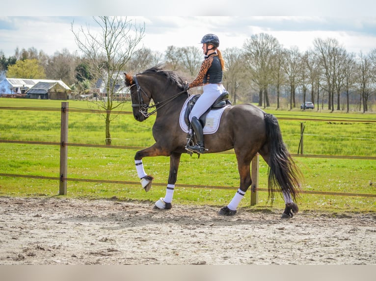 Fries paard Ruin 8 Jaar 168 cm Zwart in Ureterp