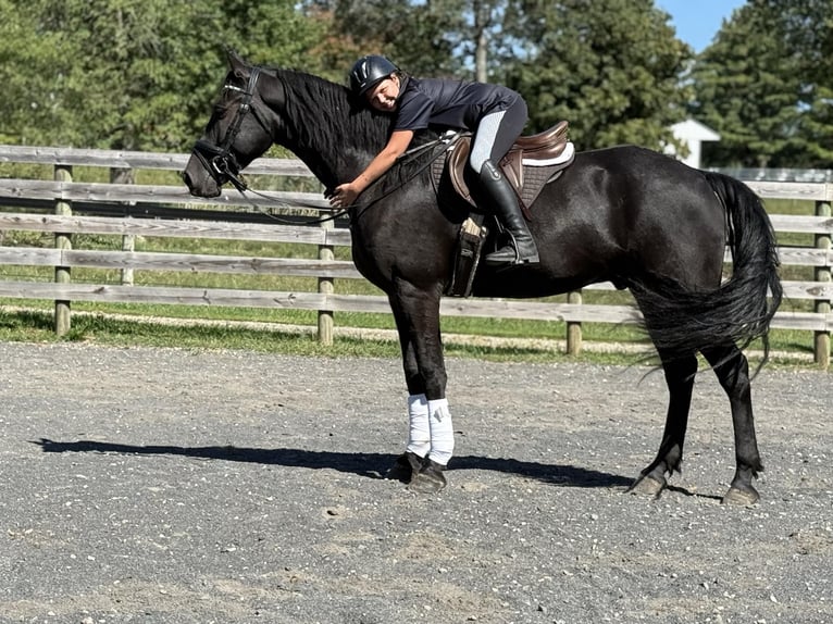 Fries paard Ruin 8 Jaar 168 cm Zwart in Allentown