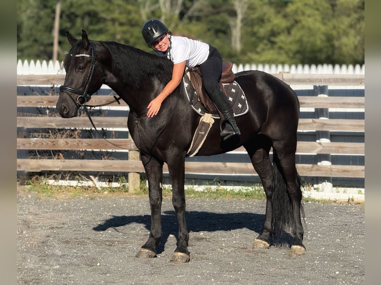 Fries paard Ruin 8 Jaar 168 cm Zwart in Allentown