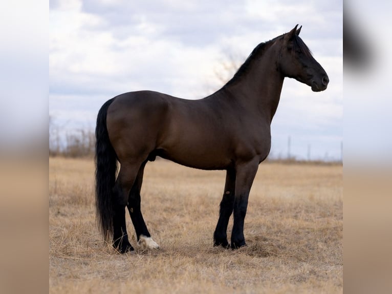 Fries paard Mix Ruin 8 Jaar 168 cm Zwart in Guthrie