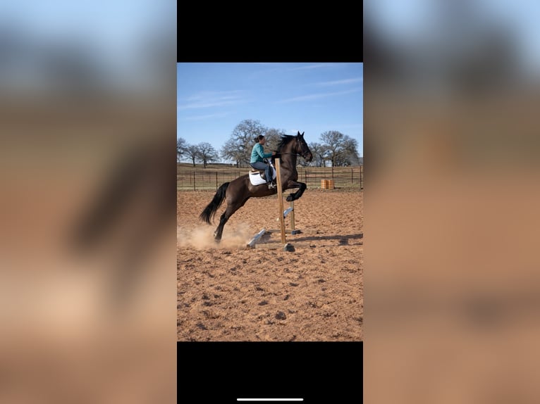 Fries paard Mix Ruin 8 Jaar 168 cm Zwart in Guthrie