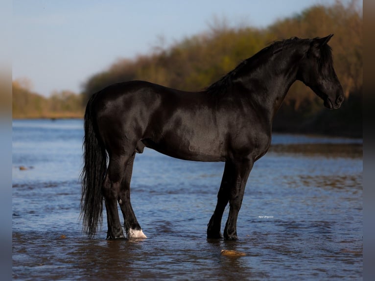 Fries paard Mix Ruin 8 Jaar 170 cm Zwart in Edmond