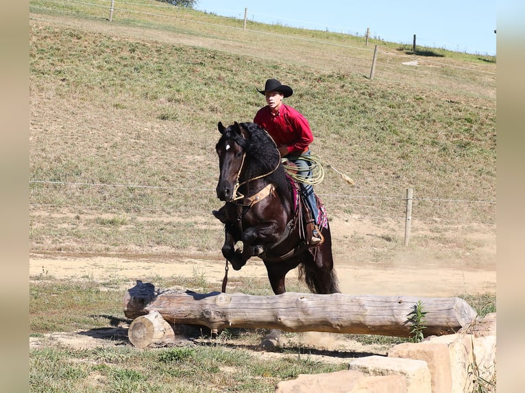 Fries paard Mix Ruin 8 Jaar 170 cm Zwart in Millersburg