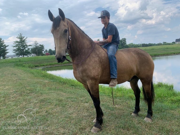 Fries paard Ruin 8 Jaar 173 cm Buckskin in Lawrenceburg, KY