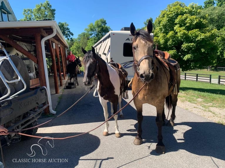 Fries paard Ruin 8 Jaar 173 cm Buckskin in Lawrenceburg, KY