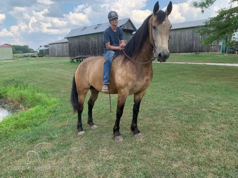 Fries paard Ruin 8 Jaar 173 cm Buckskin in Lawrenceburg, KY