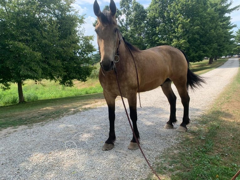 Fries paard Ruin 8 Jaar 173 cm Buckskin in Lawrenceburg, KY