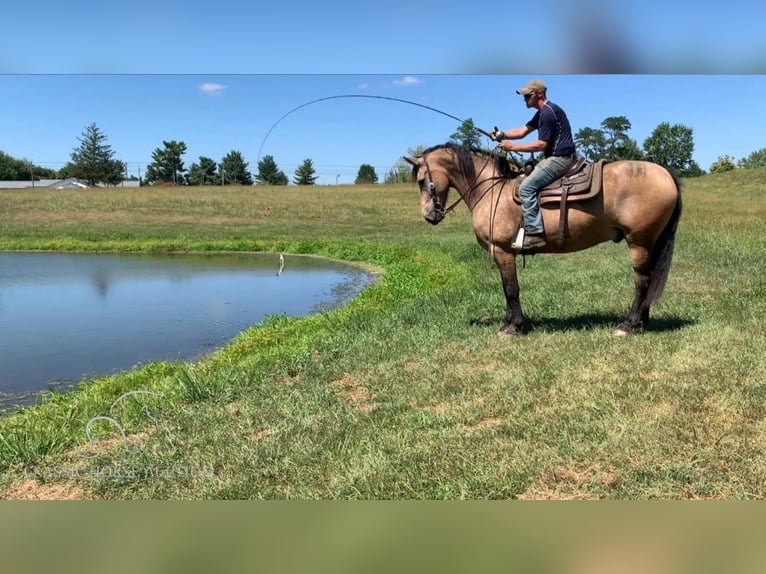 Fries paard Ruin 8 Jaar 173 cm Buckskin in Lawrenceburg, KY