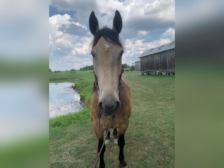 Fries paard Ruin 8 Jaar 173 cm Buckskin in Lawrenceburg, KY