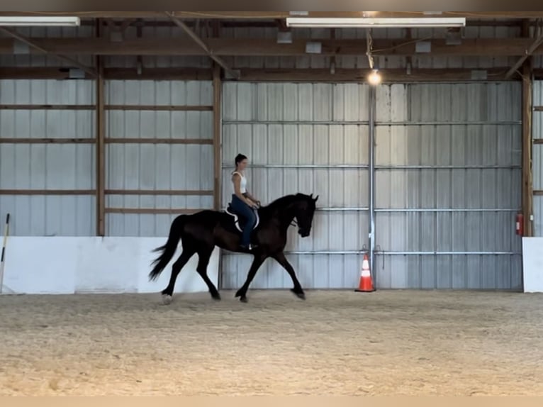 Fries paard Ruin 8 Jaar 173 cm Zwart in Elizabethtown