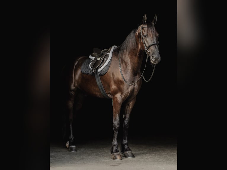 Fries paard Ruin 8 Jaar 173 cm Zwart in Elizabethtown