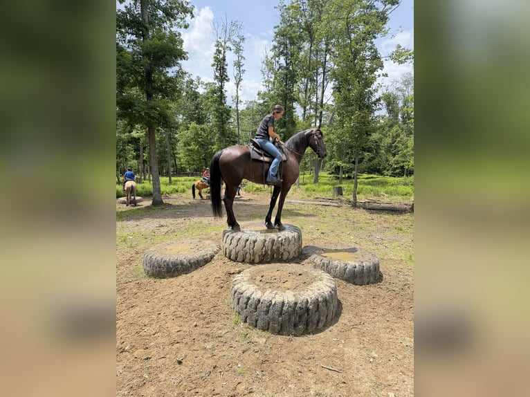 Fries paard Ruin 8 Jaar 173 cm Zwart in Elizabethtown