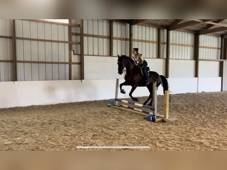 Fries paard Ruin 8 Jaar 173 cm Zwart in Elizabethtown