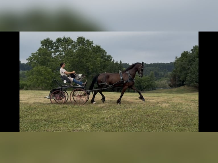 Fries paard Ruin 8 Jaar 173 cm Zwart in Elizabethtown