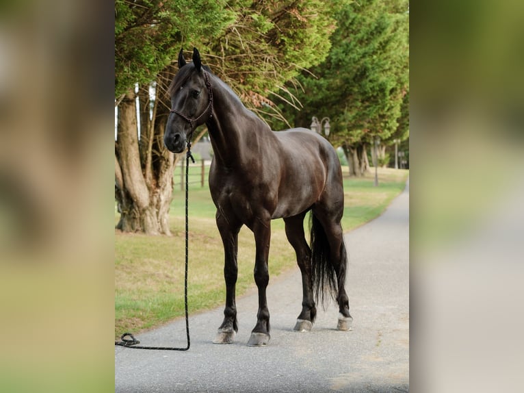 Fries paard Ruin 8 Jaar 173 cm Zwart in Elizabethtown