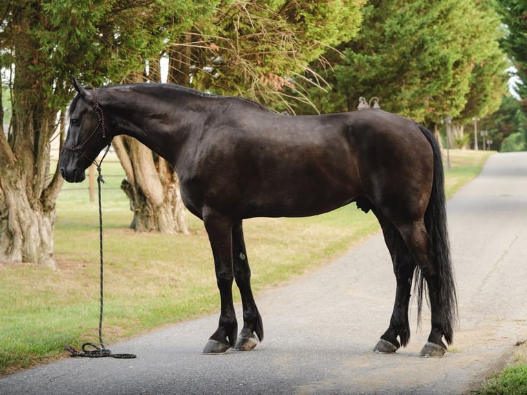 Fries paard Ruin 8 Jaar 173 cm Zwart in Elizabethtown
